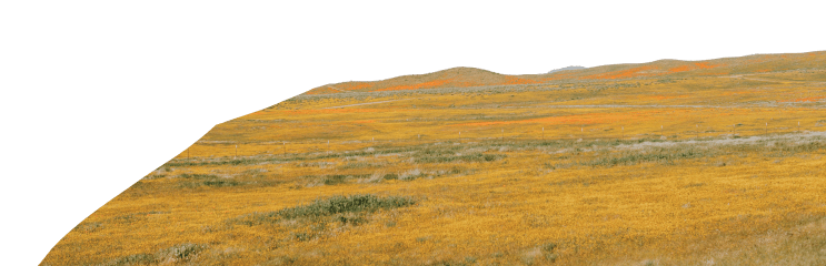 field background